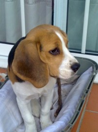 Maggie